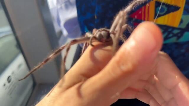 Brazilian Wandering Spider VS Funnel-web - WHICH is more DEADLY?