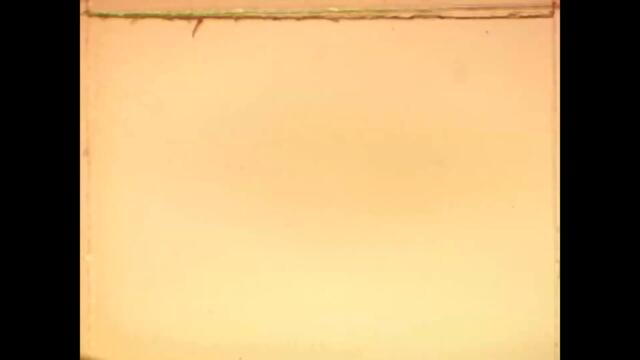 Edward Sharpe & The Magnetic Zeros - Home (Official Video)