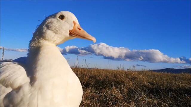 Duck is out and about on a warm Winter day, Chills back home with his Dad later!
