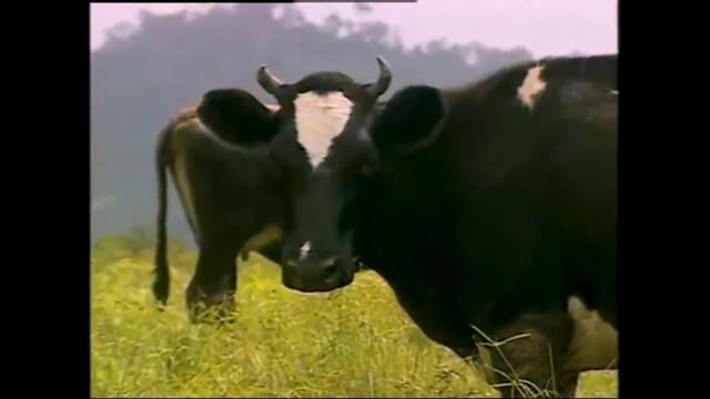 TOYOTA HILUX CAN PHONK