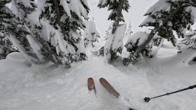 Tree well rescue at Mt. Baker