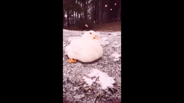 Duck's White, White Winter!