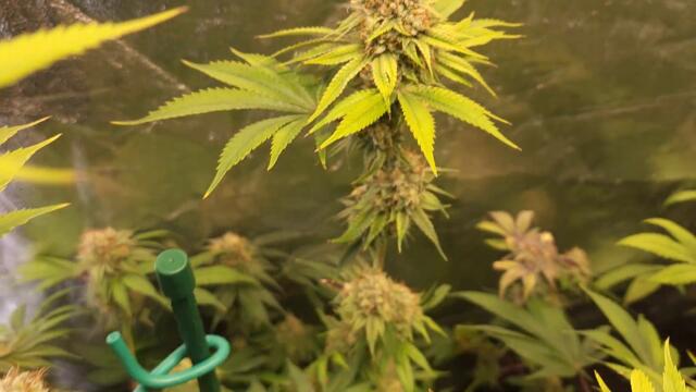 Full garden tour for Saturday April 1, 2023