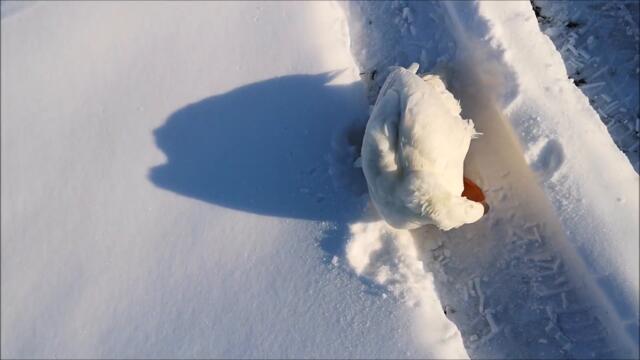 Duck's last Snow Moments this Season. Winter is slowly coming to an end!