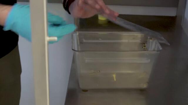 It's the Matrix, but for locusts.