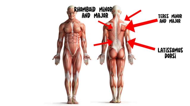 Ranking Best Calisthenics Back Exercise to Obtain Strength