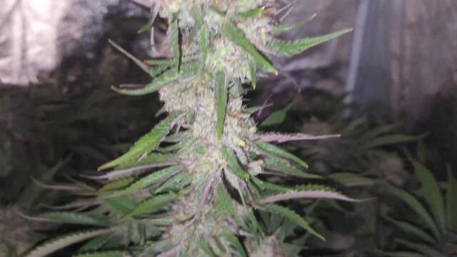 Full garden tour for Thursday May 4, 2023