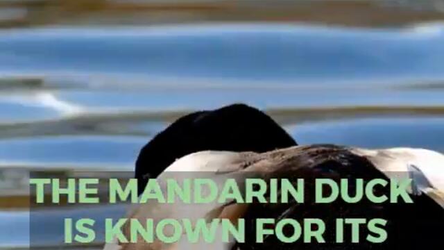 Discover the Enchanting Beauty of the Mandarin Duck!#MandarinDuck