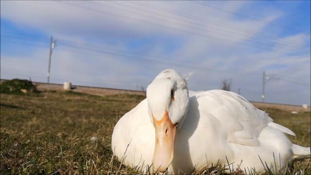 Duck is having a Grass Snack nearby the Railroad!