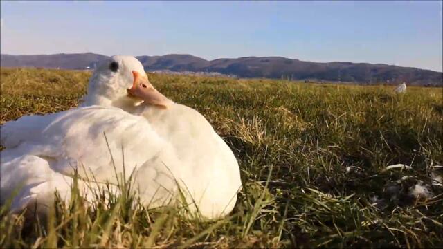 Duck is celebrating First Day of Spring with a Grass Snack! And a Mess!