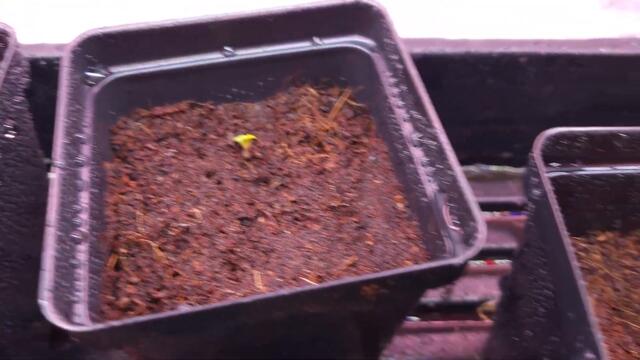 Full garden tour for Wednesday June 21, 2023