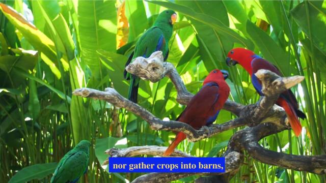 Matthew 6:26 | VERSE OF THE DAY! ♥️💎✨📖