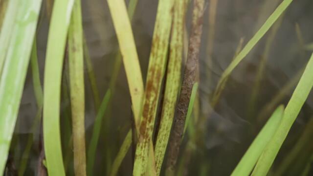 Peter Gabriel Full Moon July 2023