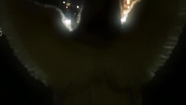 soft siren - 4am (official video)