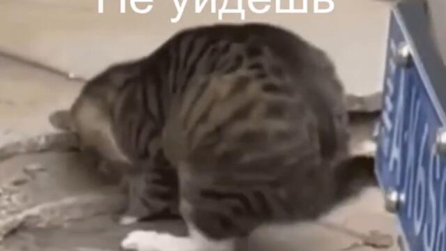 Врешь не уйдешь Видео приколы с котиками смотреть онлайн бесплатно