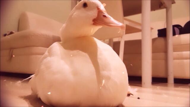 Duck's Spring Morning Routine!