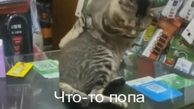 Просто попа зачесалась Видео приколы с котиками смотреть онлайн бесплатно