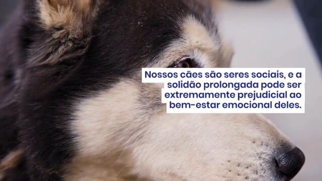 16 Atrocidades que Machucam Emocionalmente Seu Cão