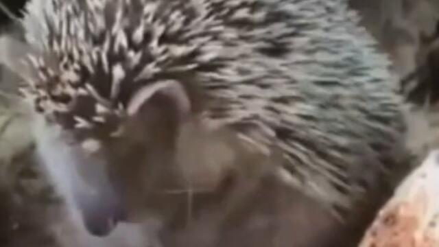 Ежик умывается, теперь я видел все видео приколы с животными смотреть онлайн бесплатно