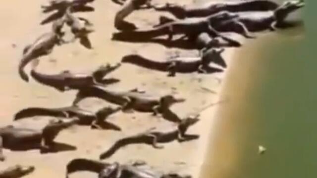 Крокодилы ждут свой завтрак видео приколы с животными смотреть онлайн бесплатно