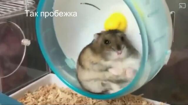 Миниатюра я и спорт и так всегда видео смотреть онлайн бесплатно