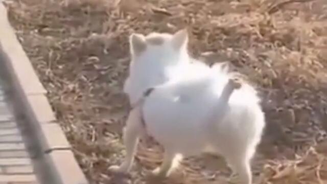 Даже пыль в глаза нужно пускать грациозно видео приколы с животными смотреть онлайн бесплатно