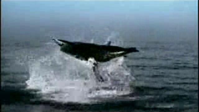 Супер Клипче За Планетата Земя - Vbox7[via torchbrowser.com]