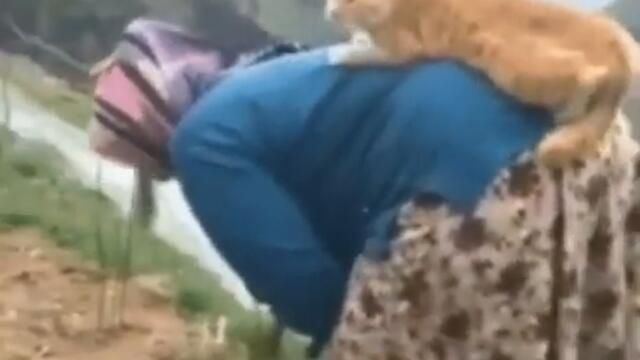 Котик доктор видео приколы с животными смотреть онлайн бесплатно