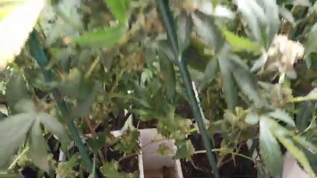 Full garden tour for Sunday August 6, 2023 (episode 187)