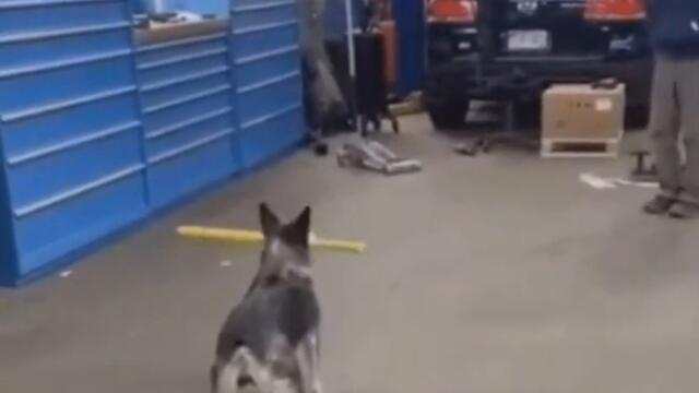 Играем в бейсбол с собакой Видео приколы с животными смотреть онлайн бесплатно