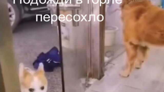 Что-то в горле пересохло Видео приколы с животными смотреть онлайн бесплатно