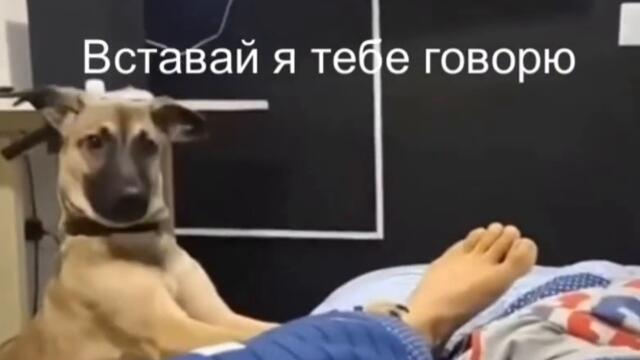 Давай вставай уже видео приколы с животными смотреть онлайн бесплатно