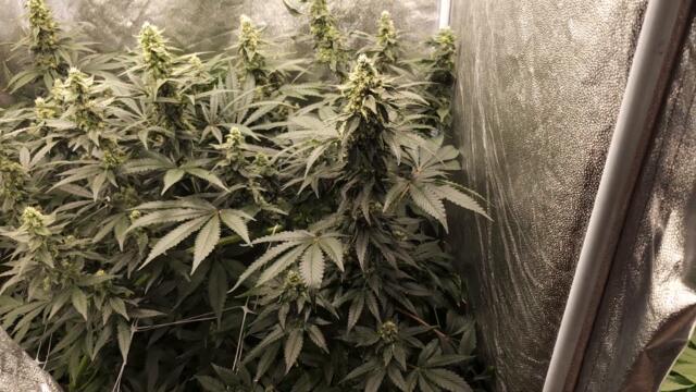 Full garden tour for Friday, September 8, 2023 (episode 220)