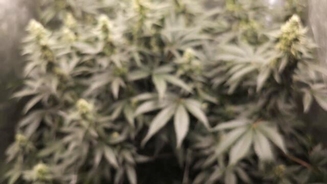 Full garden tour for Sarurday, September 9, 2023 (episode 221)