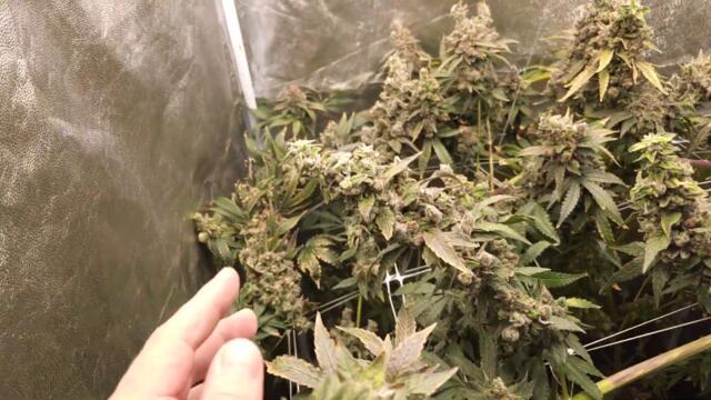 Full garden tour for Sunday, October 8, 2023 (episode 249)