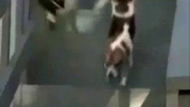 Куче Ходи На Два Крака - Vbox7[via torchbrowser.com]