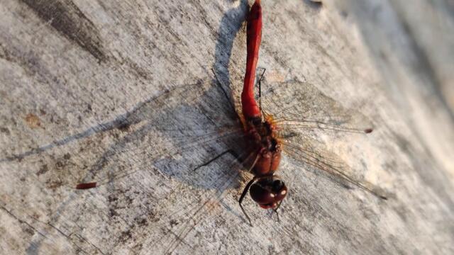 Red #Dragonfly 🧚 #Insects & Nature Wild Life 4K Video. Красная #Стрекоза Насекомые и Природа Украины
