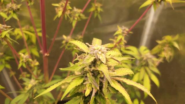 Full garden tour for Tuesday, October 31, 2023 (episode 272)