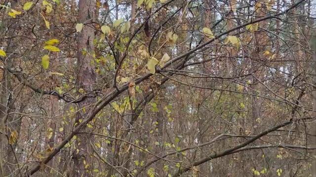 Amazing 👍 Autumn #Forest - Wild #Nature of Ukraine 4k Shorts Video. Удивительная #Природа Украины