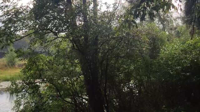 #Raindrops 💧 #Sunlight ☀️ Beautiful #Nature 4k Shorts Капли Дождя и Солнечный Свет - Красота Природа