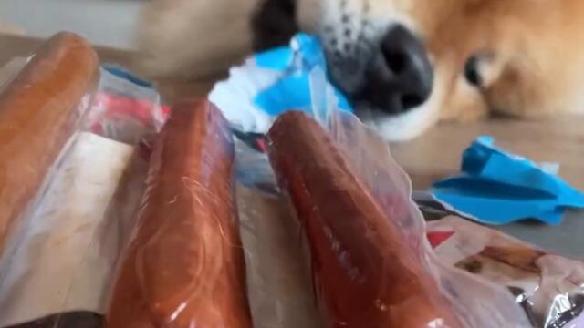 Dog Opens Best Christmas Presents Ever! part 2