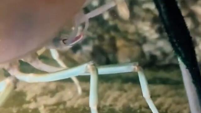 Креветка крупным планом на видео #креветка #shrimp