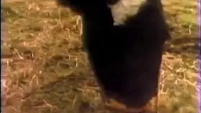 Mtv Id - Bonnie 1983via torchbrowser.com - Vbox7[via torchbrowser.com]