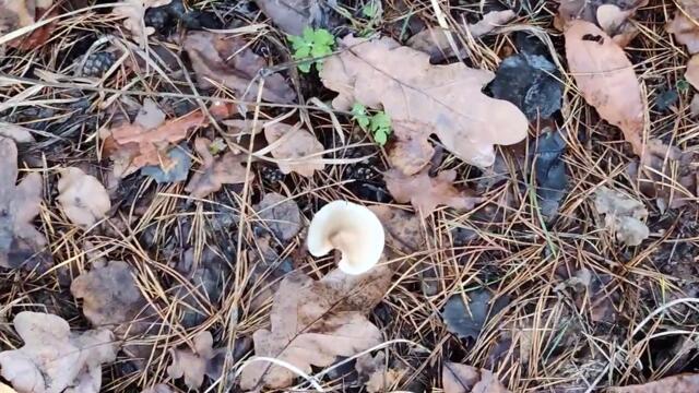 #Грибалка и #Грибы Украины - Небольшой Осенний #Грибочек в Лесу Small Forest Mushroom 4k Nature