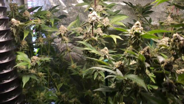 Full garden tour for Friday, March 8, 2024 (episode 319)