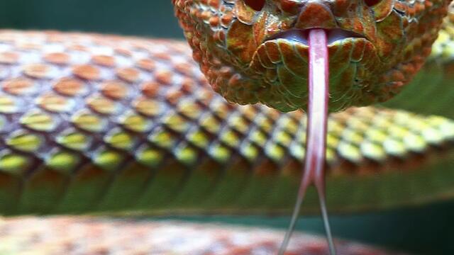 Random Fact - Snakes Edition  #snakefacts #naturalworld #randomfacts