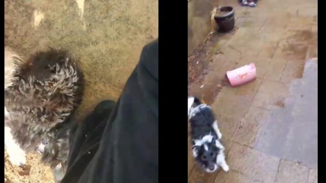 Compilation of Dogs and puppy playing outside. Dogs playing. 🤣 Funny Pet Videos. German Shepherd.