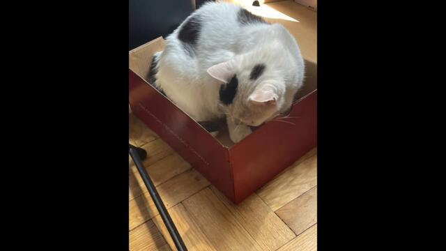 Isabella RIP My Love #cats #catlover #catshorts #catsofinstagram Isabella was a most loved cat.