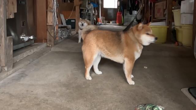 2024年3月27日(水) 毎日、茶の間でマッサージされて丸みに磨きを掛けているモモ家の皆さん