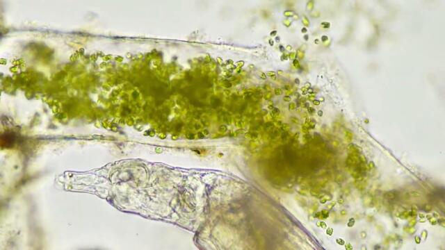 Pascal Bertram - Grave Continuation 2